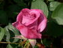 Deutsche Welle ® rose photo