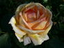 Honeycup rose photo