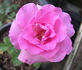Priscilla rose photo