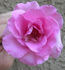 Priscilla rose photo