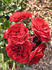 Pied Piper rose photo