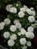 Dame de l'Etoile rose photo