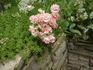 Doris Ryker rose photo