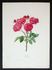 Jacquard rose photo