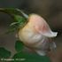 Clair de Lune rose photo