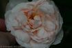 Clair de Lune rose photo
