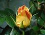 Paul Cézanne ® rose photo