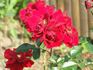 Salsa™ rose photo