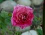 Exciting rose photo