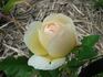 Ludlow Castle rose photo