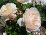 Ludlow Castle rose photo
