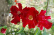 Crimson Conquest rose photo