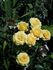 The Poet rose photo