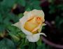 Carol Burnett ™ rose photo