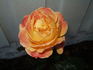 Bellevue rose photo
