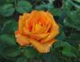 Almost Sunset rose photo