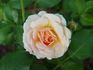 Calliope rose photo