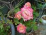 Fitzhugh's Diamond rose photo