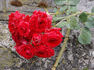 Baronesse Marie-Louise de Chambrier rose photo