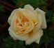 Biarritz rose photo