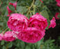Tellensohn rose photo