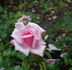 Dernburg rose photo