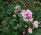 Dernburg rose photo