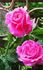 Pink Peace, Cl. ® rose photo
