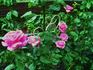 Pink Peace, Cl. ® rose photo