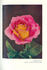 Cherry rose photo