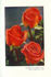 Duchess of Atholl rose photo