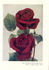 Colonel Sharman-Crawford rose photo