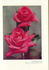 Flamingo rose photo
