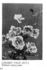 Cherry Page rose photo
