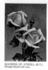 Duchess of Atholl rose photo