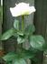 Delicate Lady rose photo