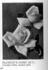 McGredy's Ivory rose photo