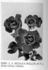 Mrs. J.J. Hedley-Willis rose photo