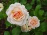 Calliope rose photo