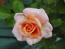 Joey's Palace rose photo