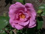 Deutsche Welle ® rose photo