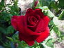 Nearly Black rose photo