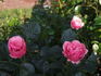 Egeskov ® rose photo