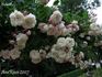 Galande rose photo