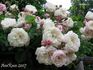 Galande rose photo