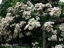 Bijou de Lyon rose photo