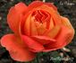 La Pologne rose photo