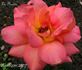 La Florida rose photo