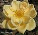 Margaret Dickson Hamill rose photo