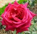 Maréchal Lyautey rose photo